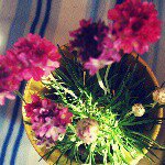 10881867_423681027782117_794156199_a