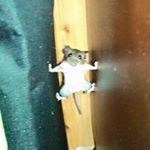 11424617_920246868046121_1623090900_a