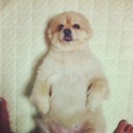 10747970_1393374907620706_1069562945_a