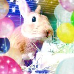 Profile_247406240_75sq_1370446828