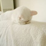 11205713_1438437519784673_1777806506_a