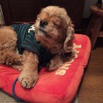 11379306_1095434410471145_760766501_a