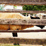 11015681_1792089781016743_1372648081_a