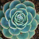 10956549_335139043358577_1197907039_a