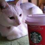 10684076_1485734175034000_1916364487_a