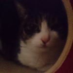 11420448_1459853724333460_1311883387_a