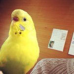 11049160_1135135113169371_1004129805_a