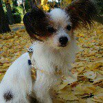 11084666_1589836684611242_1774096133_a