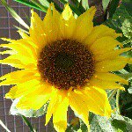 Profile_545945735_75sq_1378648268