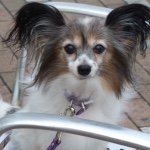 10808606_812407142157601_567836735_a