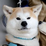 11049128_788723917881129_1643453240_a