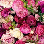 10802983_1515112208772623_1861628589_a