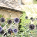 10844008_1644866245760527_1195646725_a