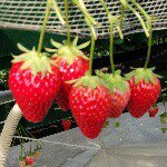 11244836_814393405319907_1957072530_a