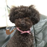 11296894_105971389737289_789965879_a