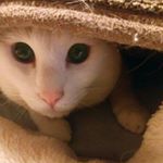 10005698_1031335316878532_811504861_a