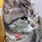 Profile_264327177_75sq_1354806795