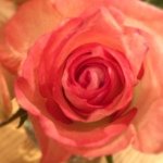 Profile_1136415714_75sq_1393677516