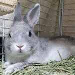 10919200_418080498357732_620126947_a