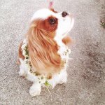 11055753_848528408547461_705617452_a