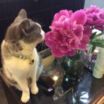 11327920_1448841585417357_2083829188_a