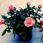 Profile_317483299_75sq_1362145386