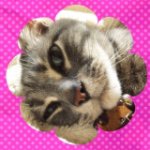 11240475_1058697784159813_1599675957_a