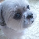 11313201_472434592934751_965943809_a