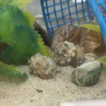 11357672_124251101241857_1039145718_a