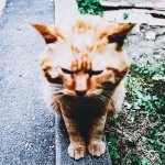 10514106_1465749857006488_190642115_a