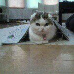 Profile_484249184_75sq_1375001543