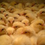 Profile_219142051_75sq_1347036466