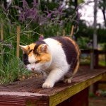 11325052_1032569763429472_2142992805_a