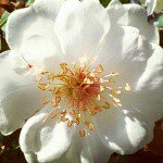 11326465_840990109350307_266545907_a