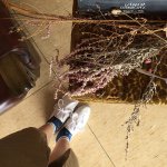 11378590_956049444415629_2016597185_a