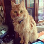 Profile_236587445_75sq_1374975017