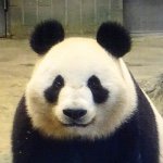 11351767_1606523126262096_2048480279_a