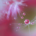 1740476_677747032338192_2103206192_a