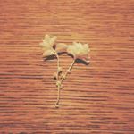 10661086_1045141022177778_1697264843_a