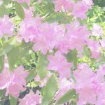 11356839_380022762188677_899581528_a