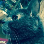 11116990_355361464660464_1078751827_a