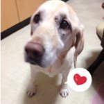 10932453_802465106467789_794780315_a