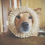 11123783_438401286318858_686784444_a