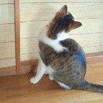 10995217_423742051122498_544430989_a