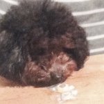 10890669_318758918318327_652856951_a