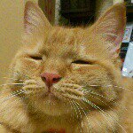 11137943_830522277041108_873105760_a