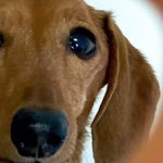 11049414_1601347860095910_1557795180_a