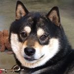 11427458_852106238177879_1779198340_a