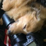 11378828_1464315647217018_389191985_a