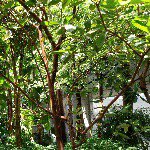 11232861_1608372162714334_814005239_a